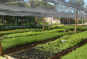 Estudiantes de Ingeniería de Tucumán automatizaron un vivero forestal