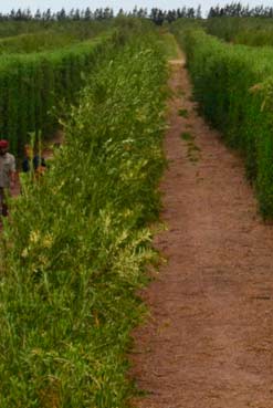 Mendoza ser sede del primer Da de la Agricultura Digital en Argentina